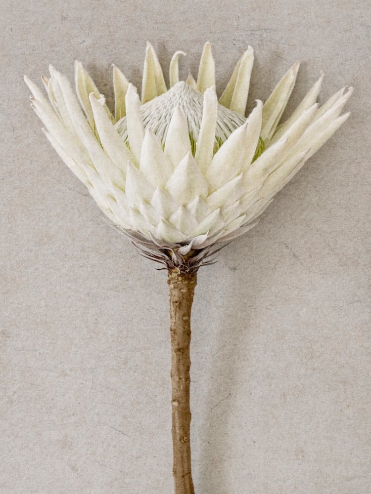 White King Protea