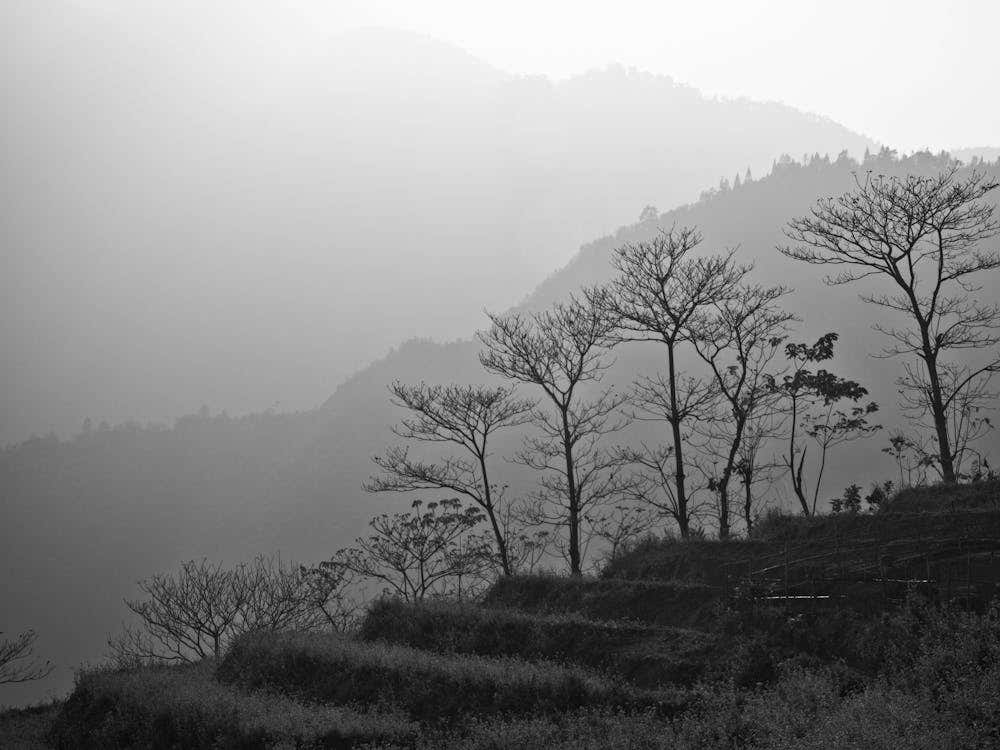 Trees In The Mountains Of Vietnam