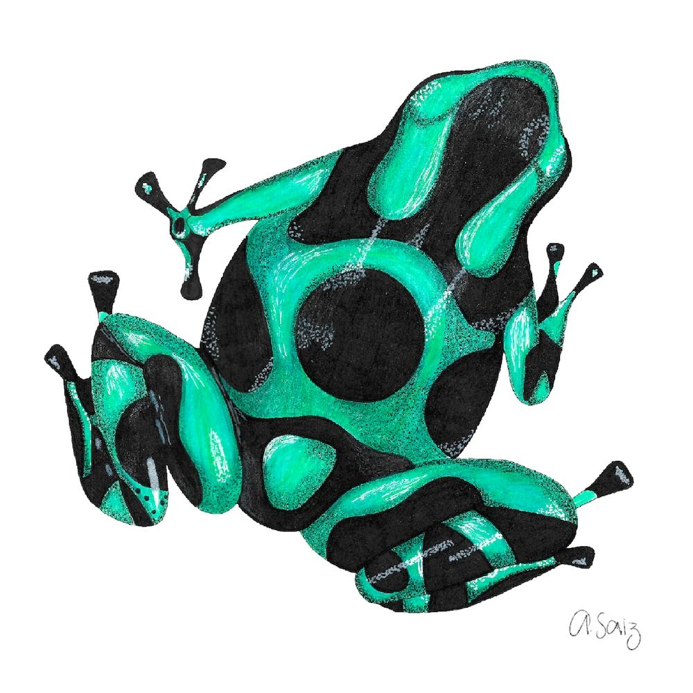 Green And Black Frog. 1