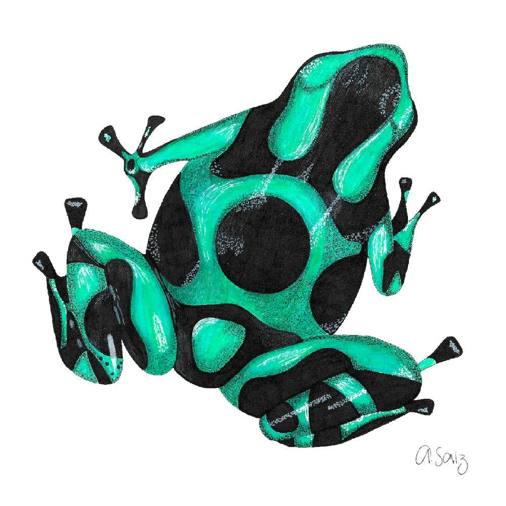 Green And Black Frog. 1