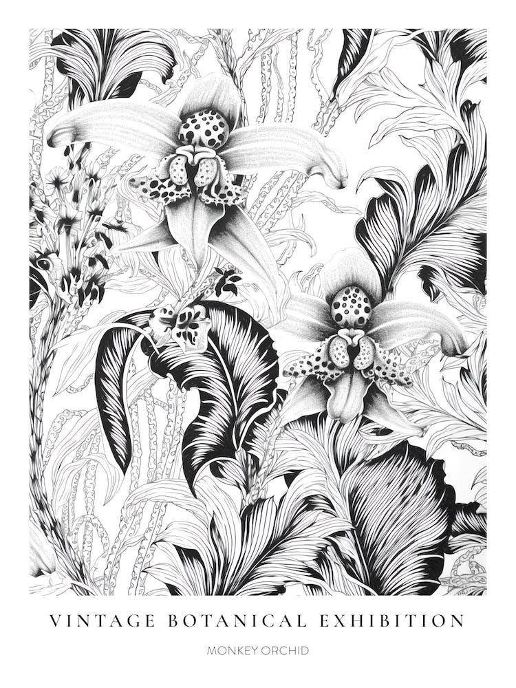 Monkey Orchid B&W Vintage Botanical Poster