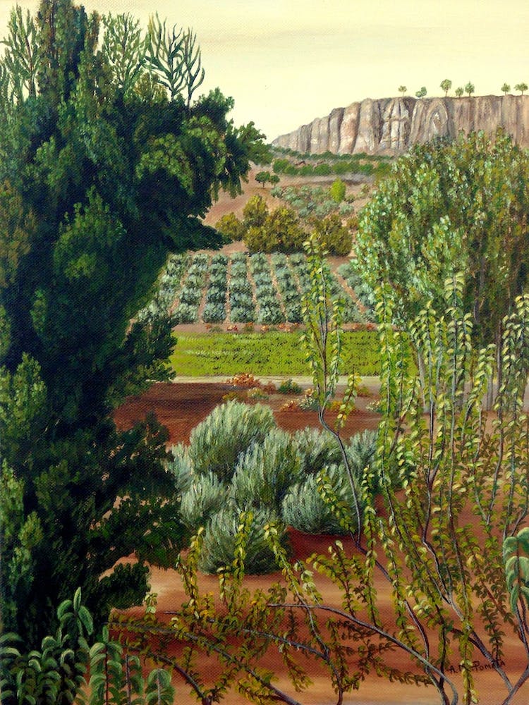 High Mountain Olive Trees