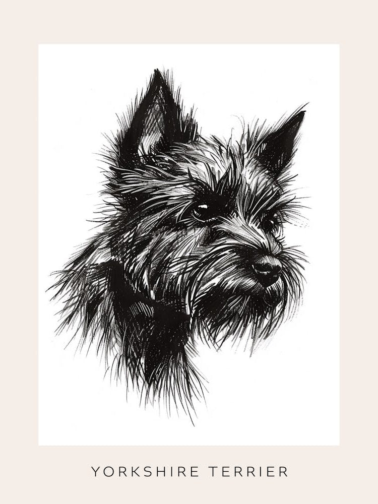 Yorkshire Terrier Black & White Line Sketch 3 Poster