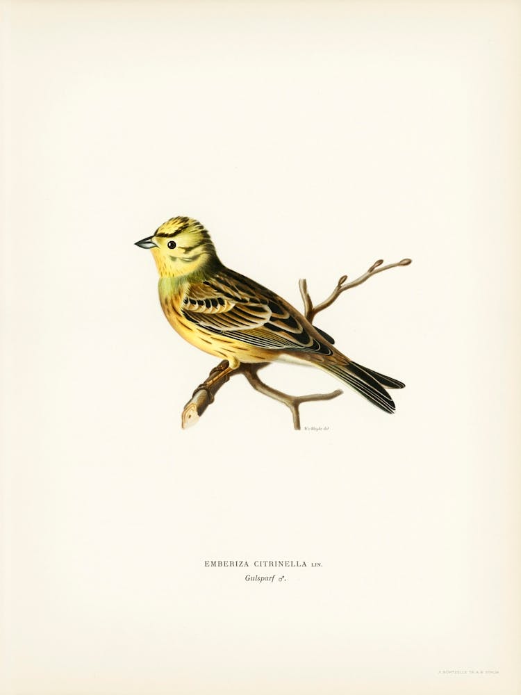 Yellowhammer Male (Emberiza Citrinella), The Von Wright Brothers