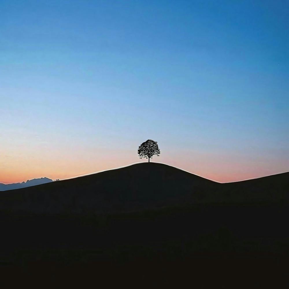 Lone Tree 1