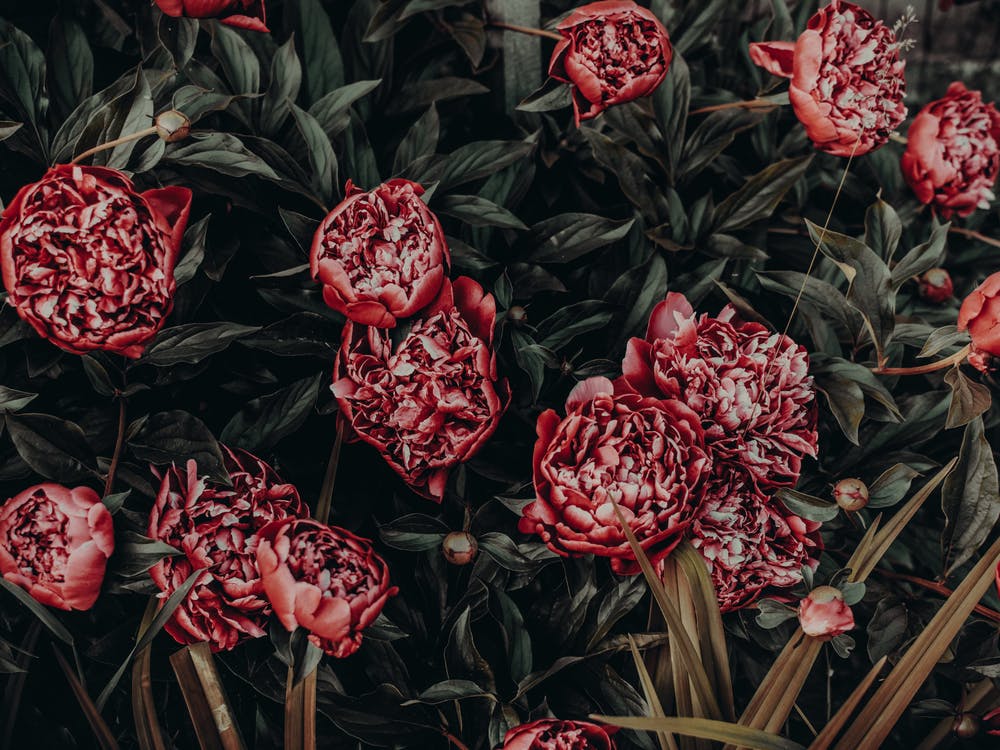 Peonies