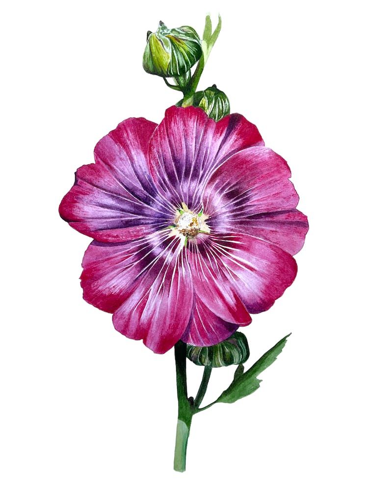 Hollyhock