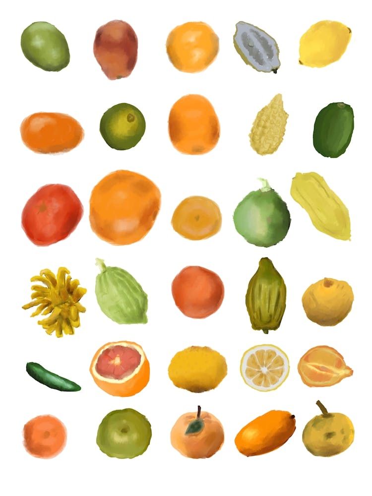 Citrus fruit