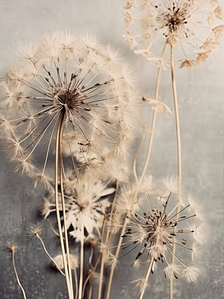 Dandelions 1