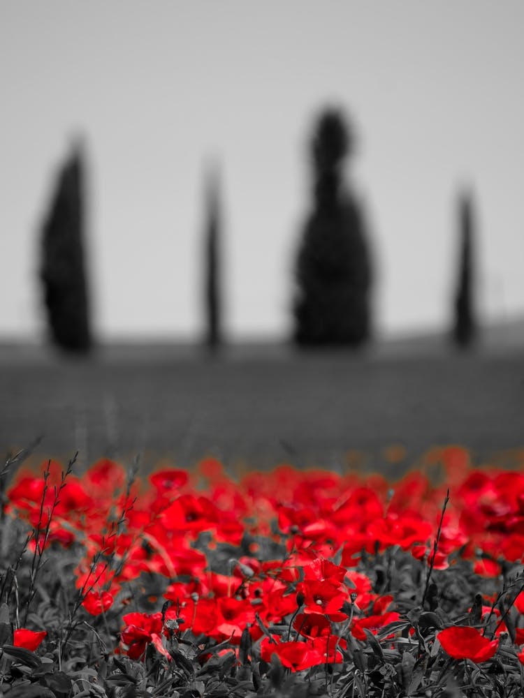Italy Field Poppies Bw