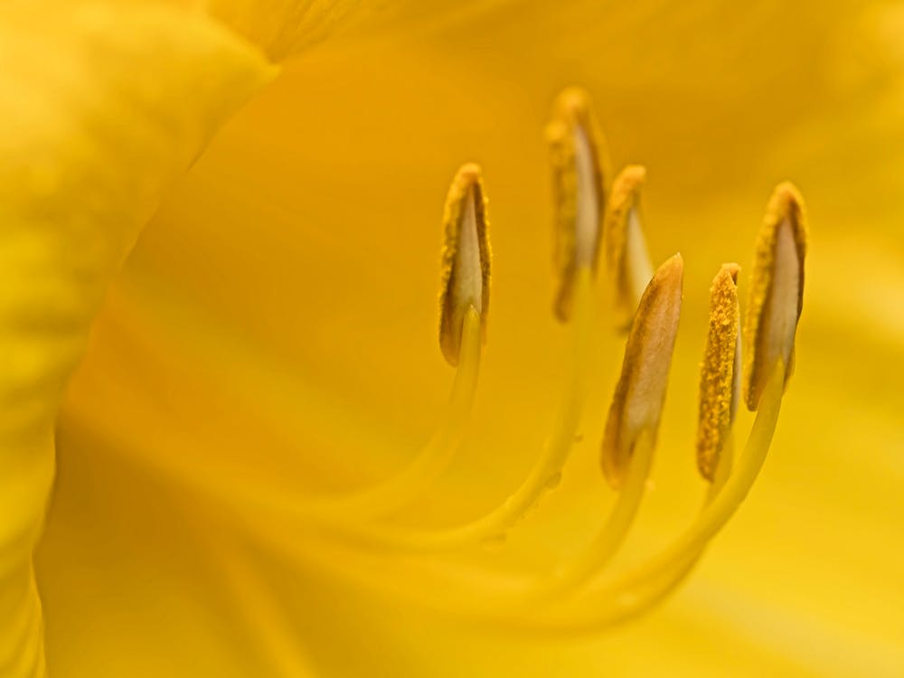 Yellow Lily Macro Photography 1