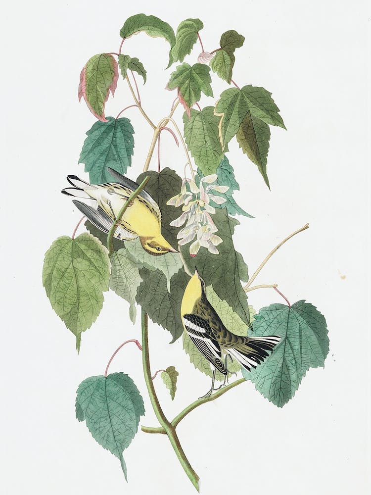 Hemlock Warbler