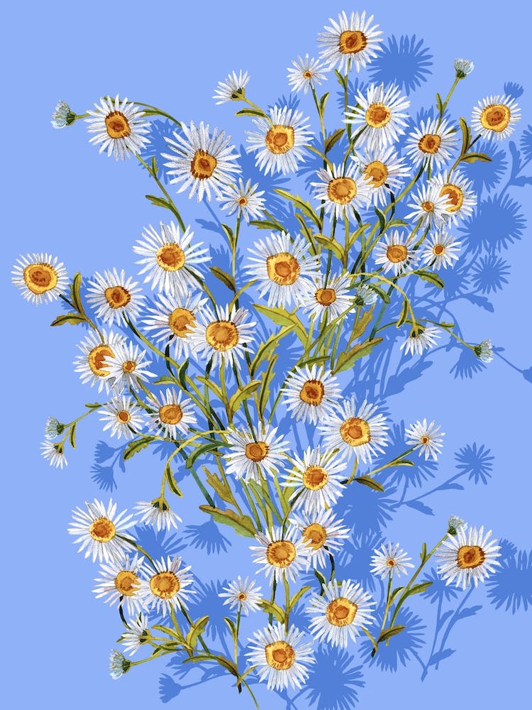 Sunny Camomiles