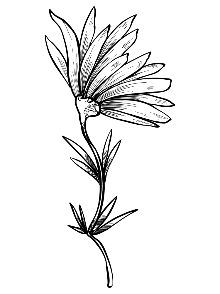 Line Spring Awakening Blooming Flower