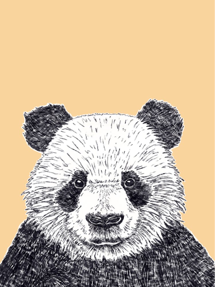 Panda Bear Print