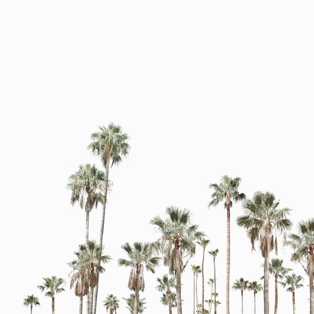 Palm Trees 1