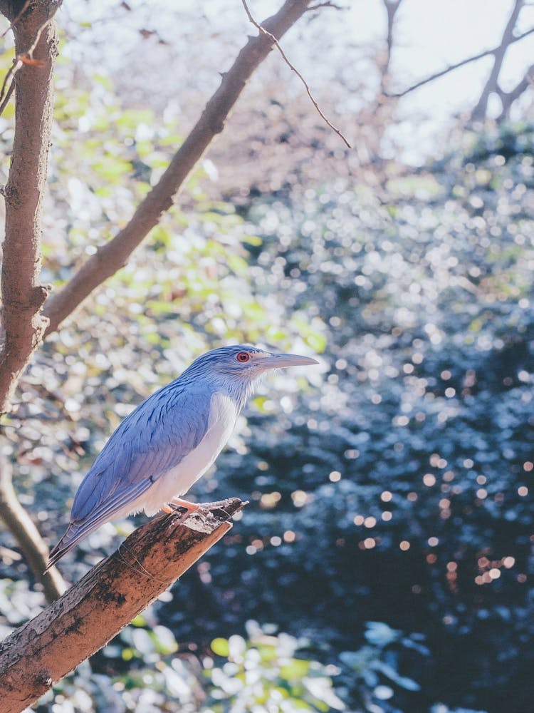 Blue Heron 1