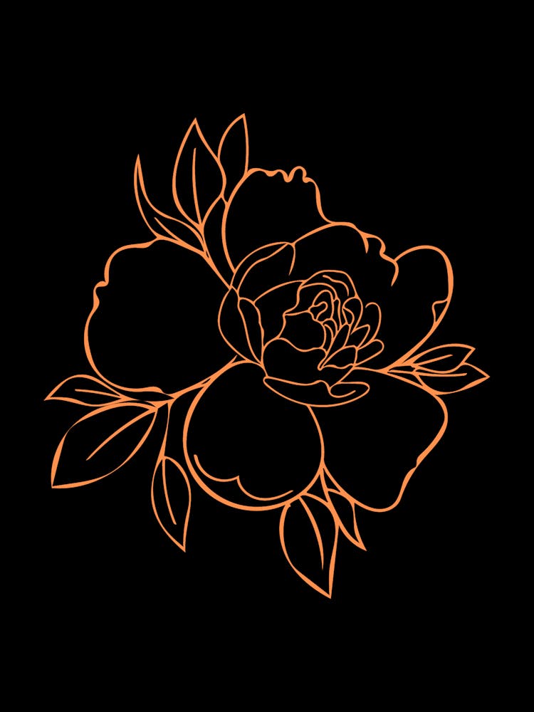 Peony Flower On Black Background