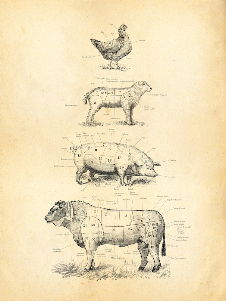 French Meat Cuts Chart