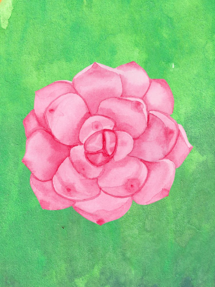 Pink Succulent