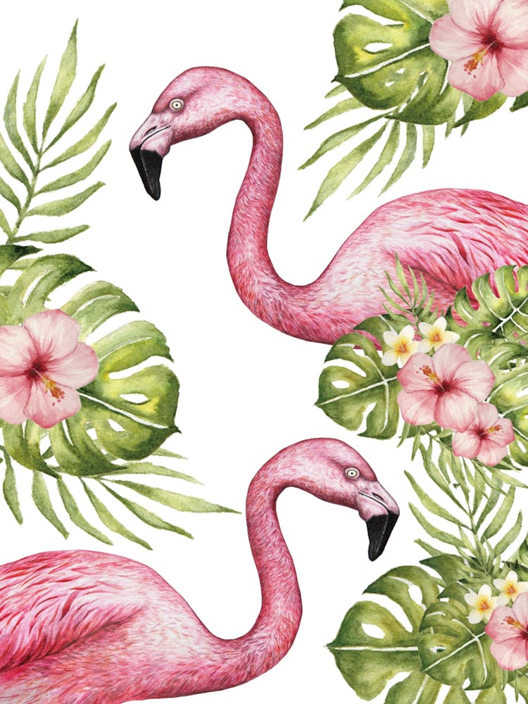 Flamingos 5