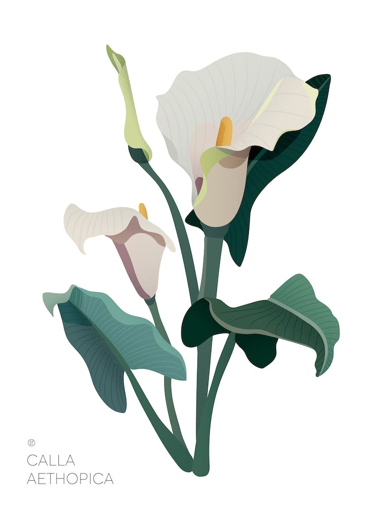 Calla Aethopica