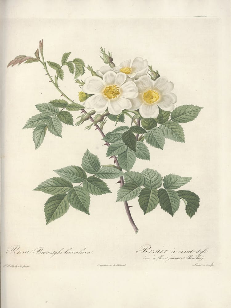 Rose Illustration, Pierre Joseph Redoute (83)