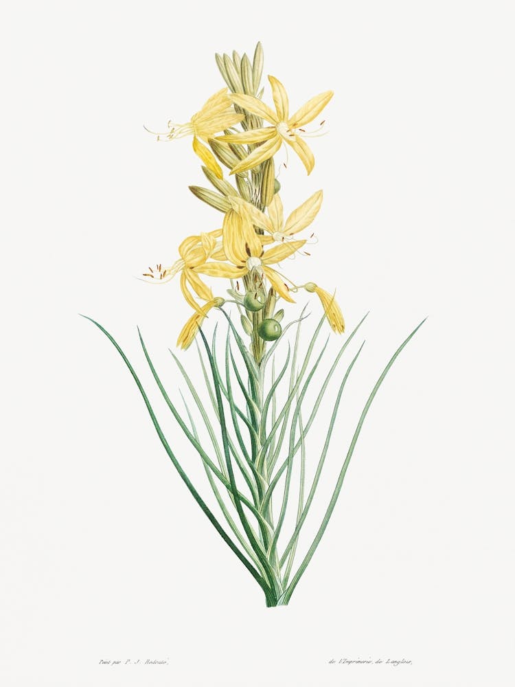 Yellow Asphodel, Pierre Joseph Redoute 1