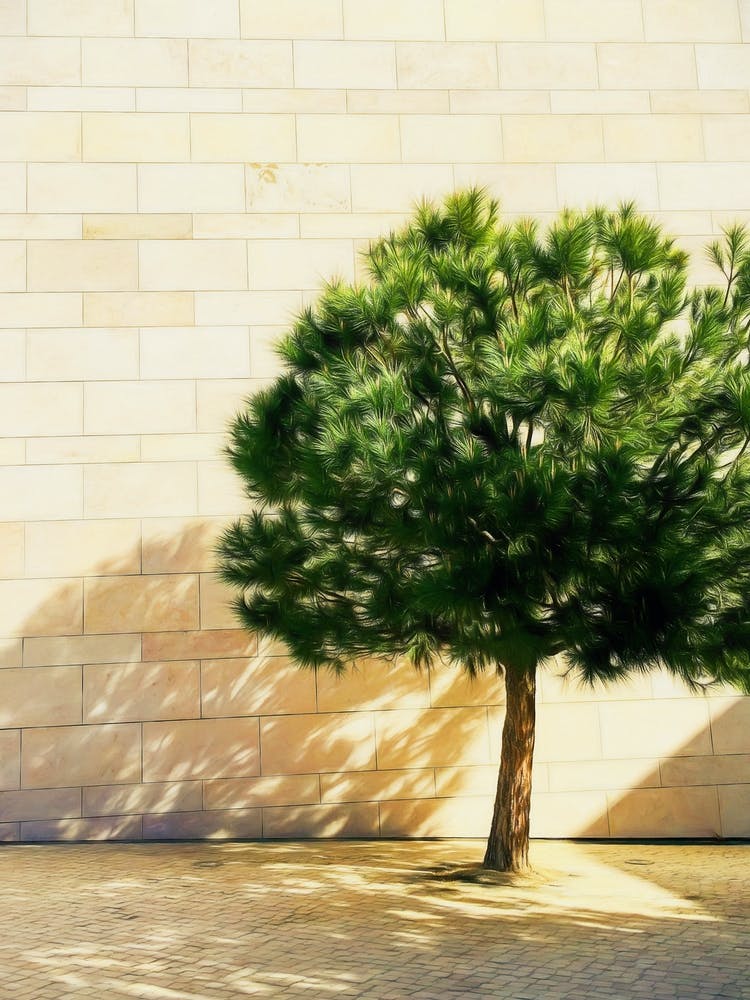 Little Tree & Stone Wall