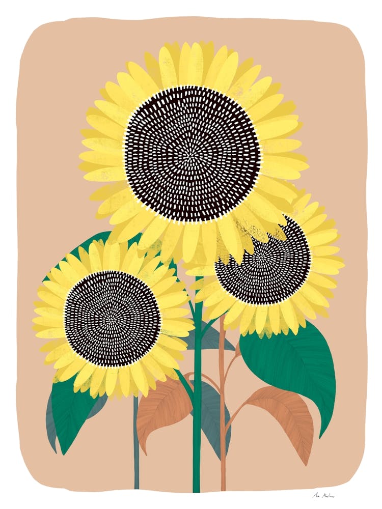 Sunflowers