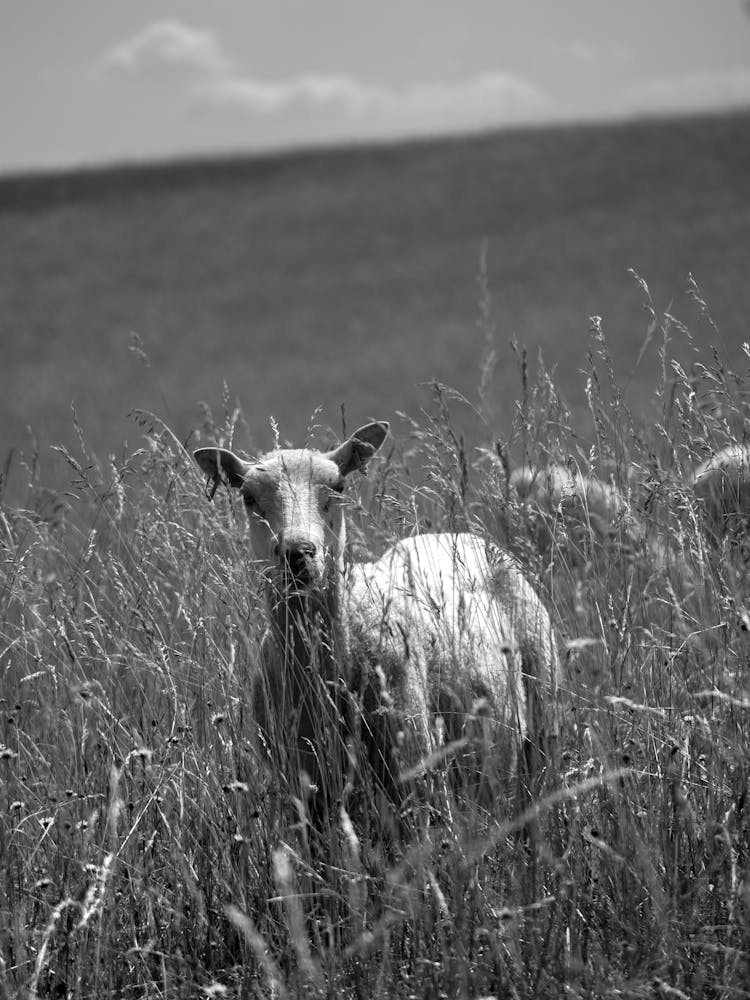 Sheep In The Grass