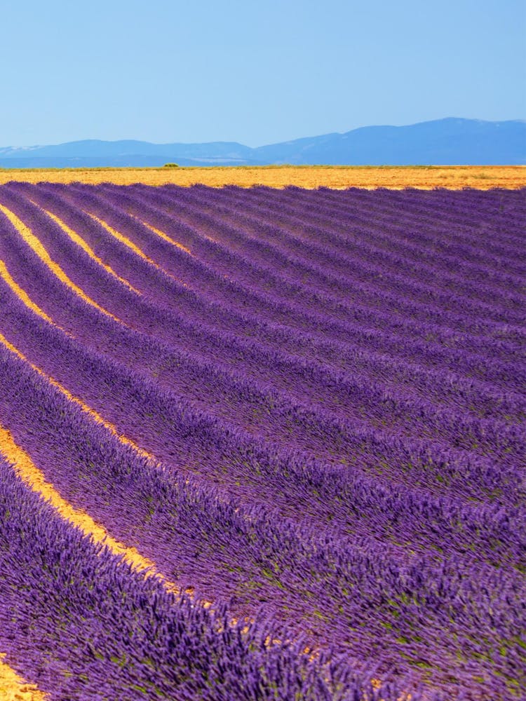 Lavender Field In The Countryside