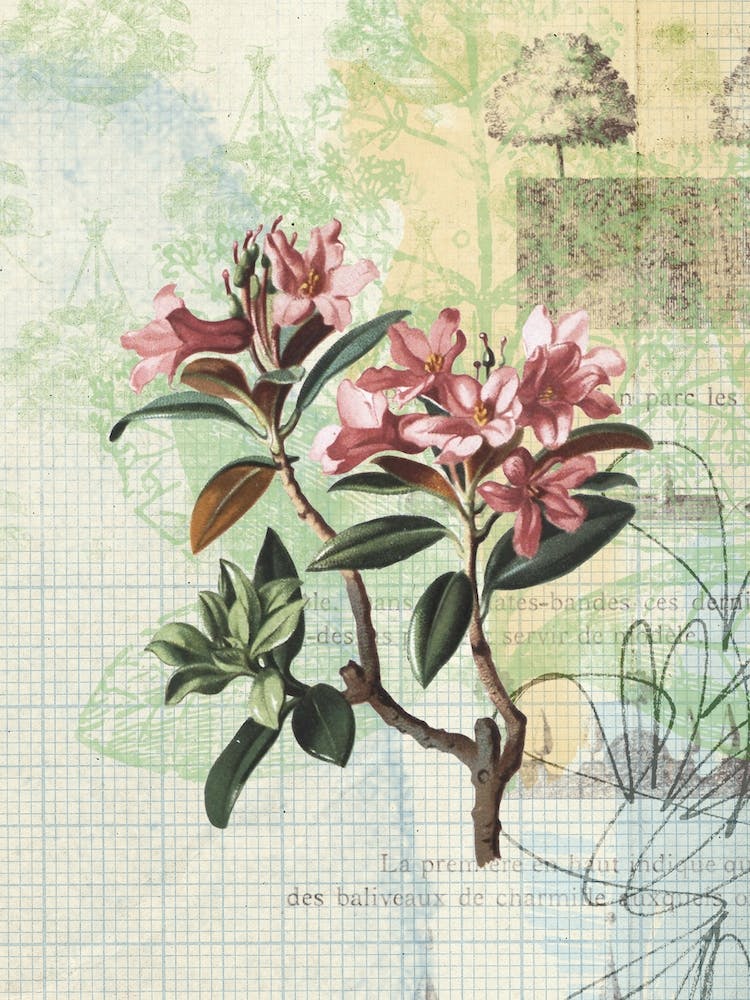 Floral Garden 13