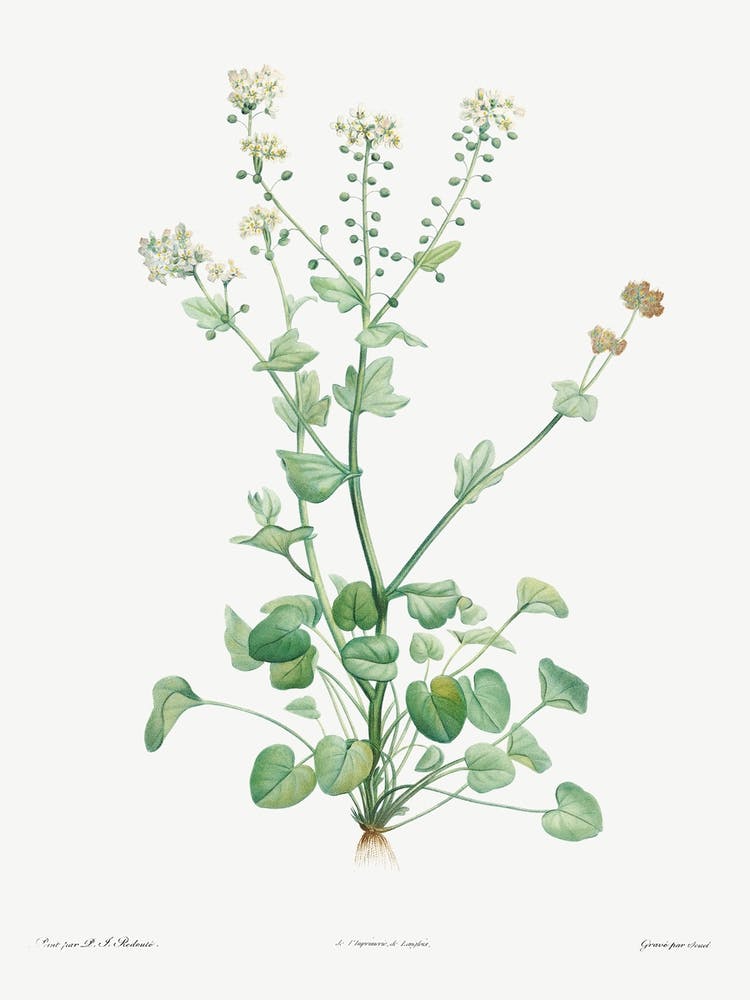 Scurvy Grass, Pierre Joseph Redoute