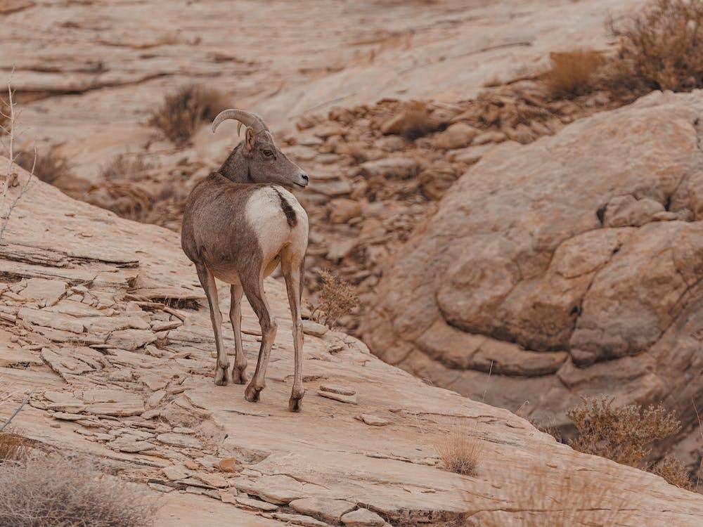 Sheep In Desert