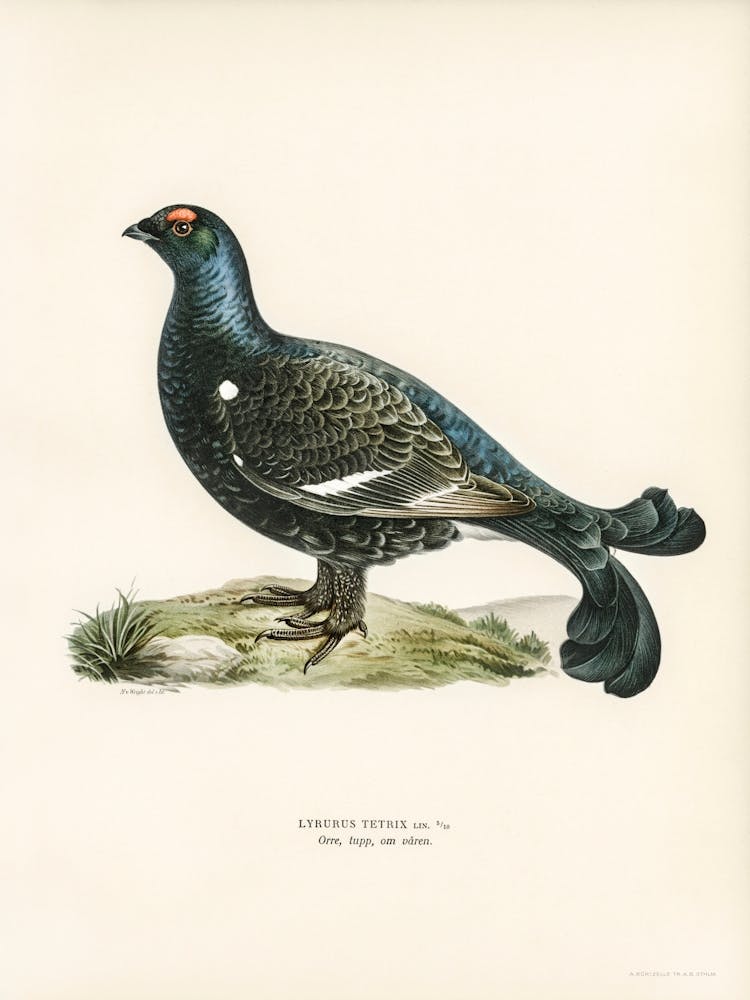 Black Grouse (Lyrurus Tetrix), The Von Wright Brothers 1