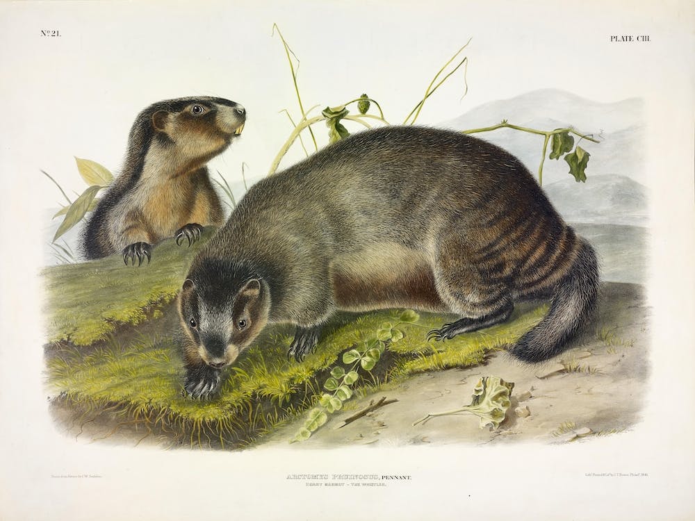 Marmot The Whistler, John James Audubon