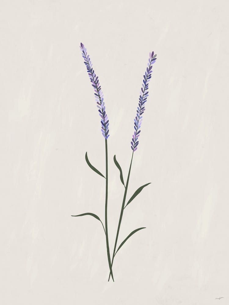 Botanic Lavender