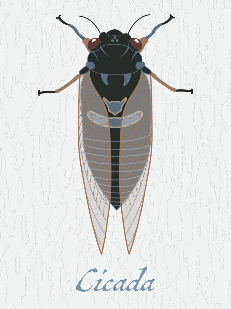 Cicada Bug Insect Australia Beetle 11