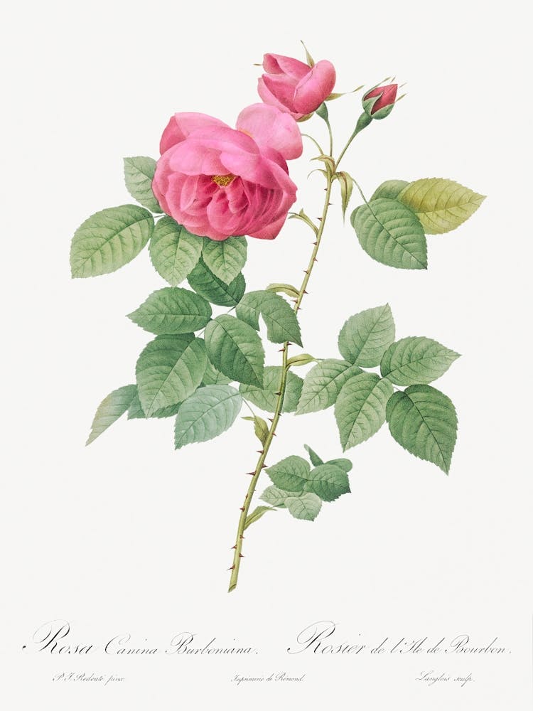 Bourbon Rose, Pierre Joseph Redoute