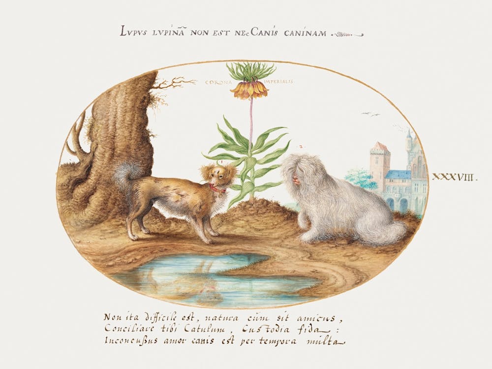 Two Small Dogs With A Crown Imperial (1575 1580), Joris Hoefnagel