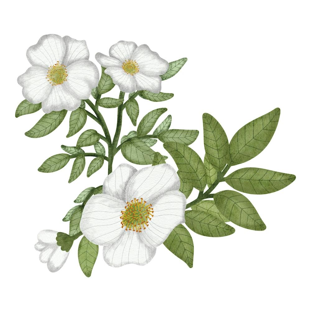 Wedding white flower