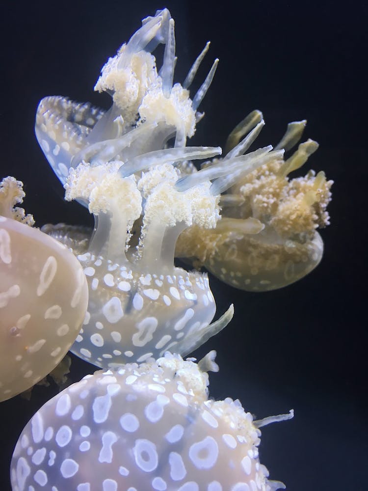Jellyfish