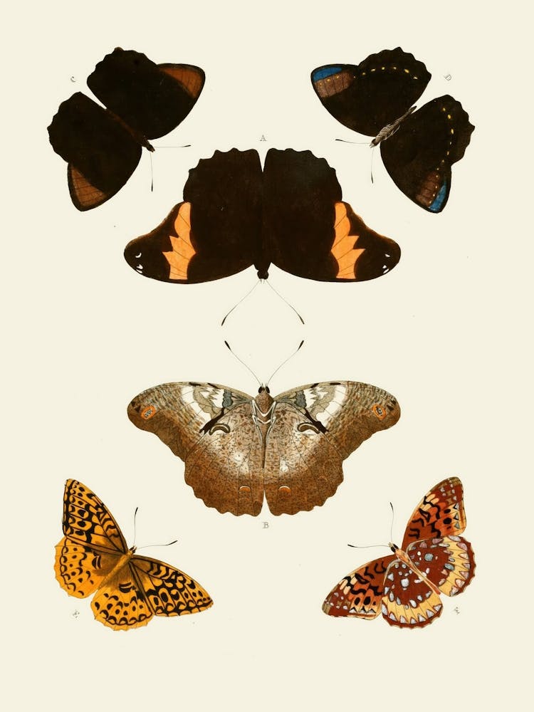Butterflies Of The World 1