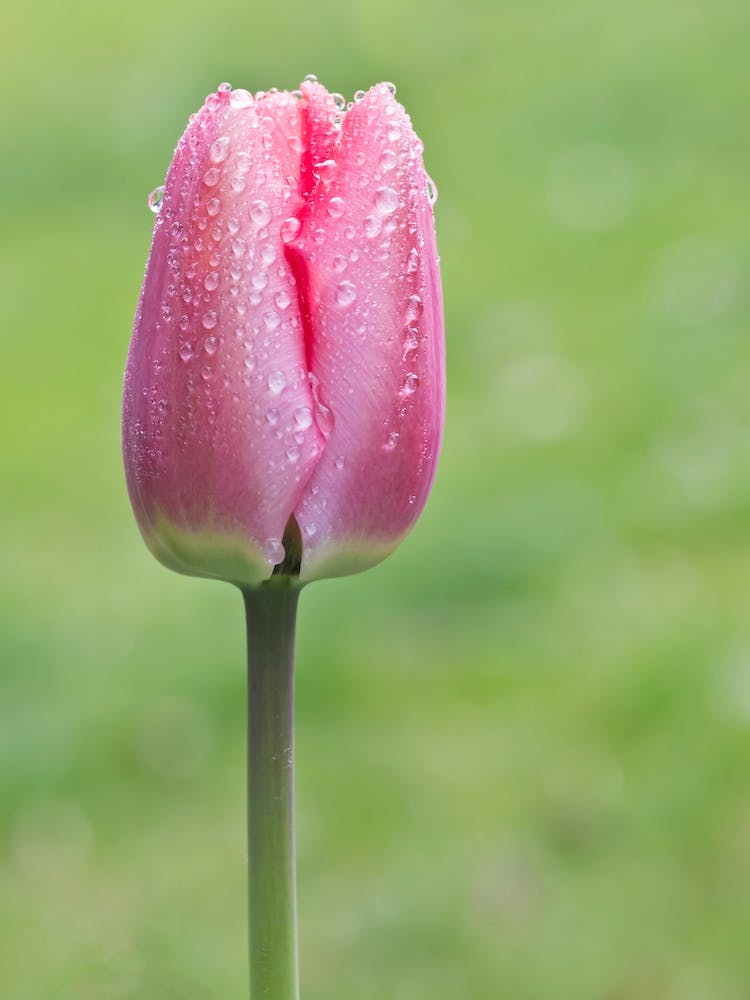 Pink Tulip in the garden