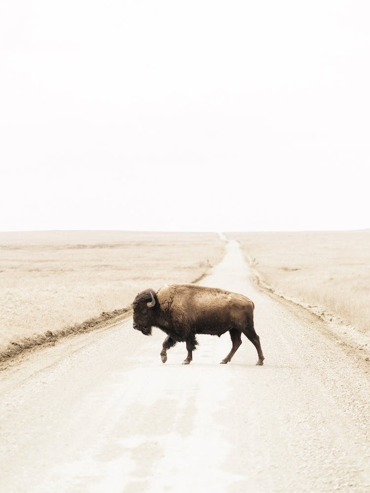 Bison überquert Straße