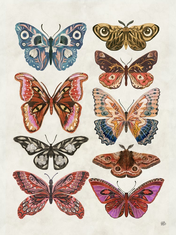 Butterflies