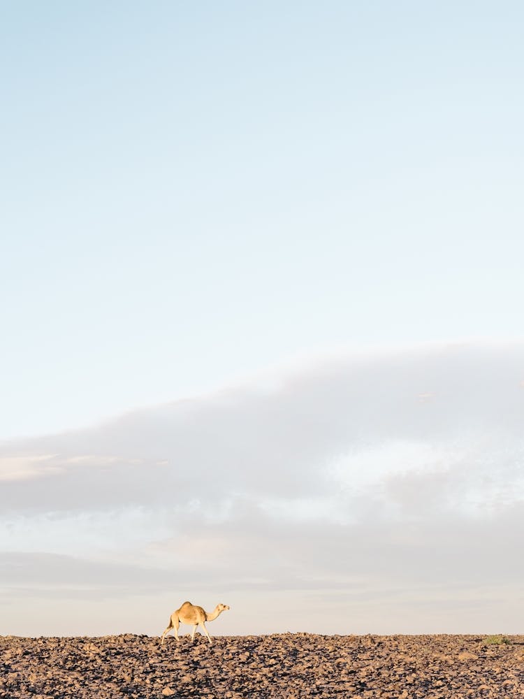 Camel In The Sun In The Desert