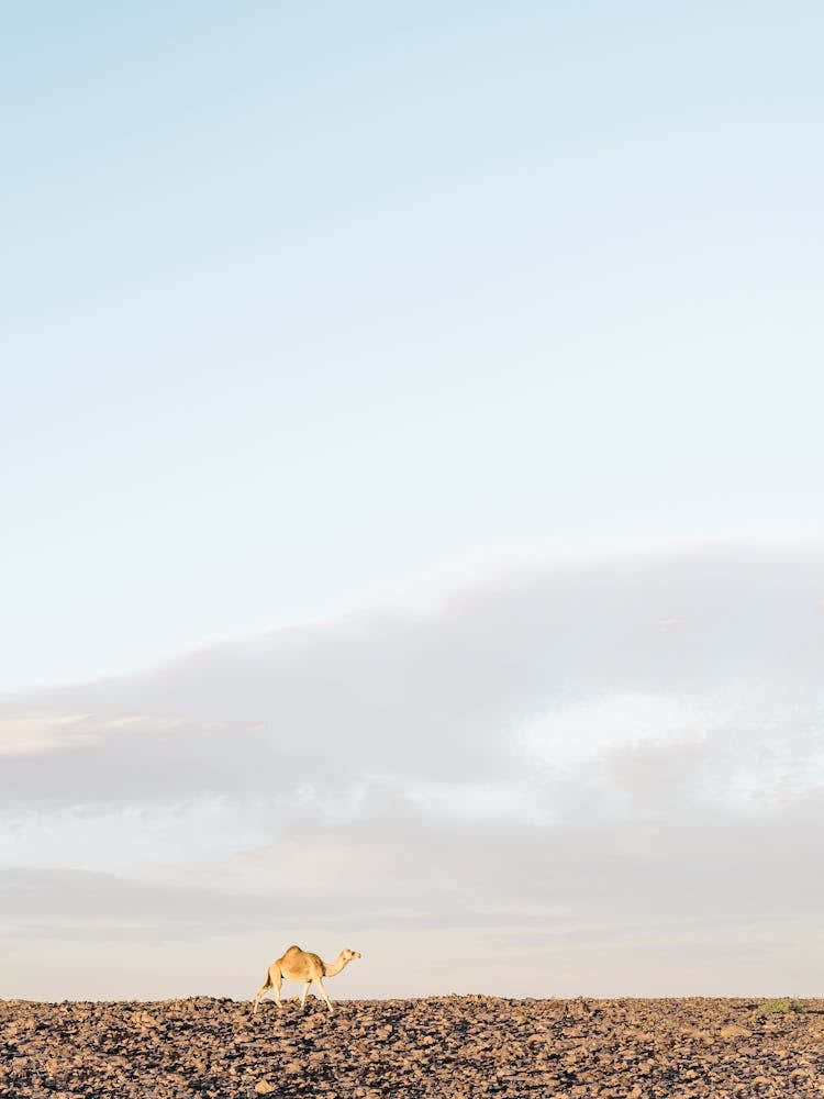 Camel In The Sun In The Desert