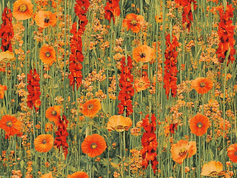 Poppies 3